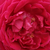 Rdeča - Kitajske vrtnice - Gruss an Teplitz